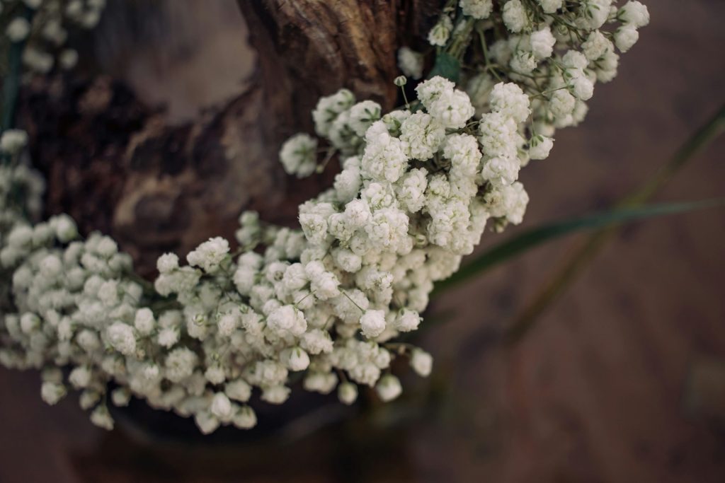 Nahaufnahme einer weißen Blüte